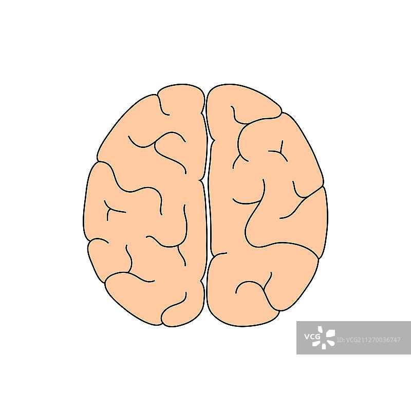 人脑解剖结构图片素材