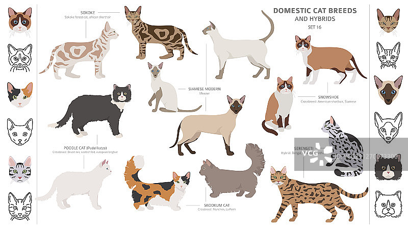 家猫品种和杂交品种合集图片素材