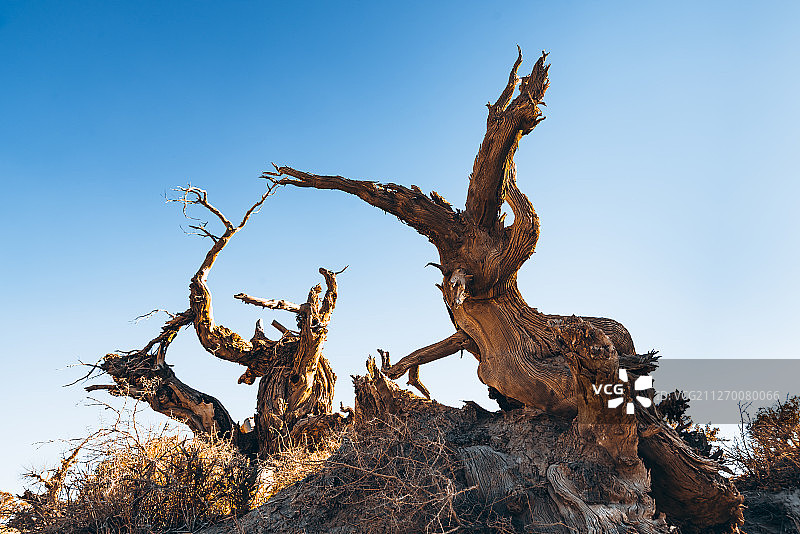 新疆哈密胡杨林风光图片素材