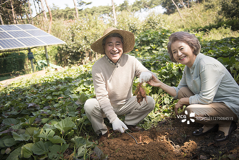 老年夫妇在菜园里务农的摄影图片素材