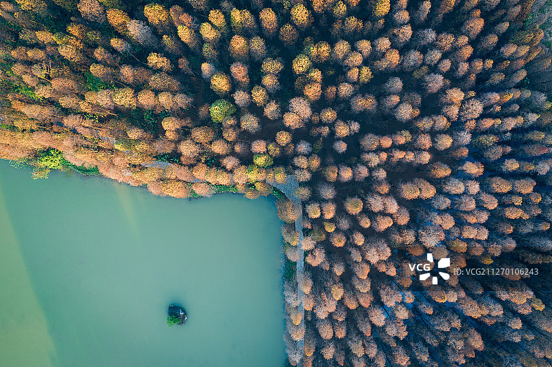 冬天下午航拍肇庆市七星岩湿地仙女湖落羽杉树林图片素材