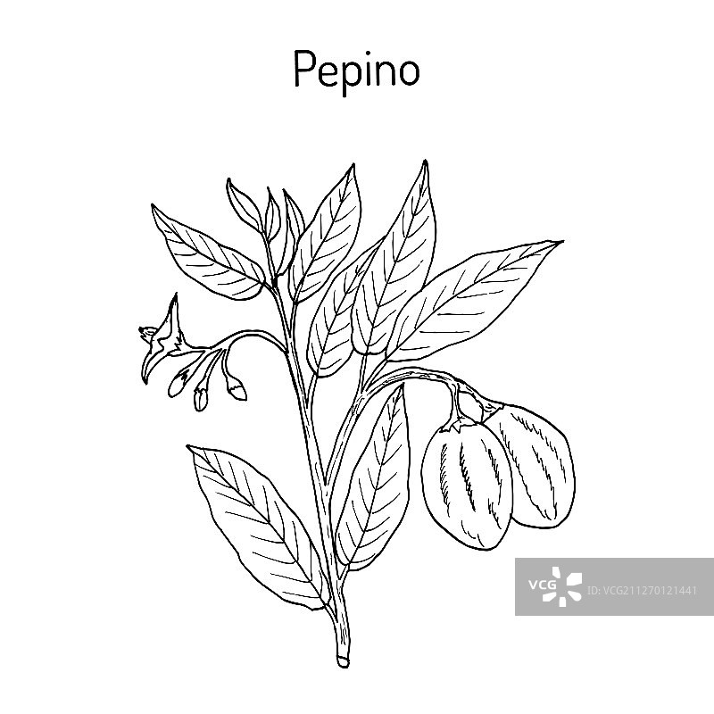甜黄瓜图片素材