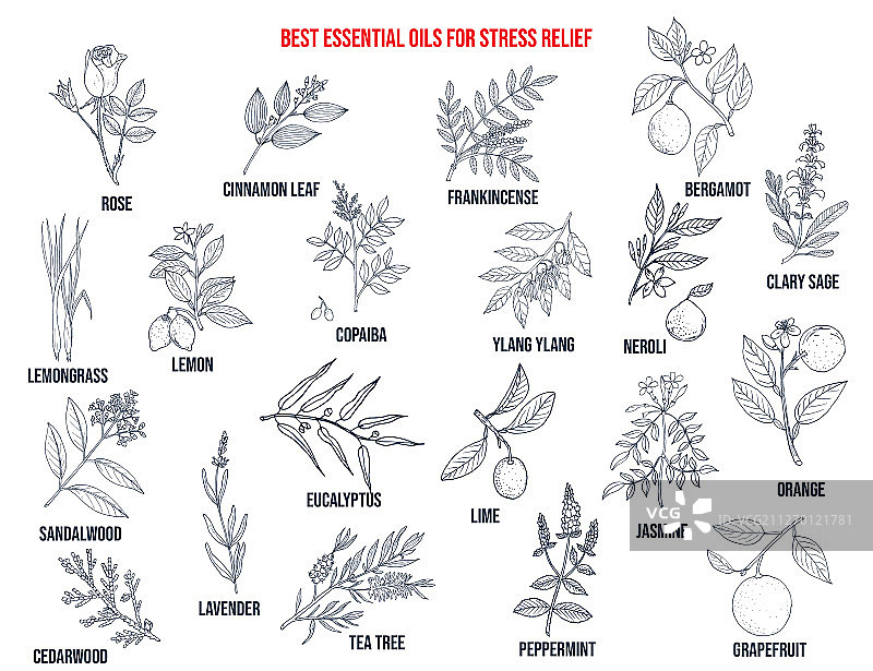 缓解压力的最佳精油图片素材