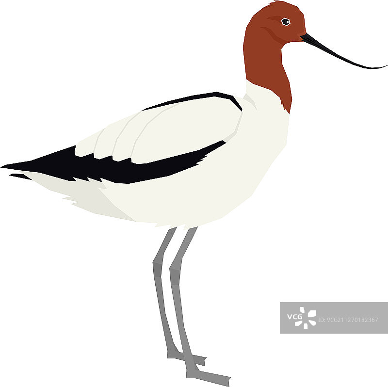 红颈反嘴鹬鸟类合集图片素材