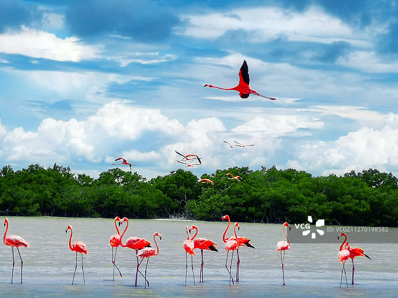 墨西哥红树林火烈鸟图片素材