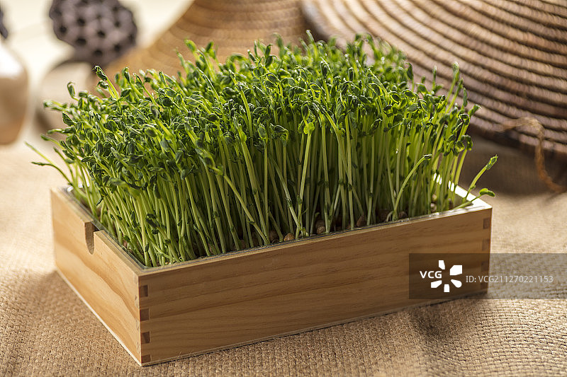 豌豆苗图片素材