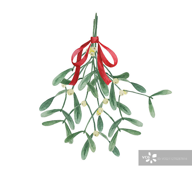 水彩槲寄生花束图片素材