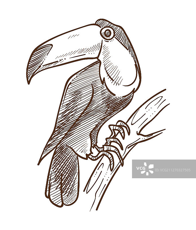 巨嘴鸟热带鸟类素描图片素材