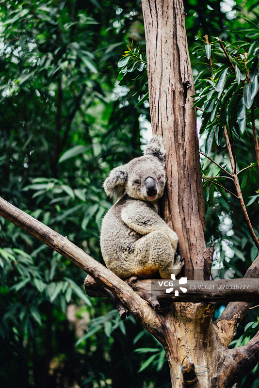 一直睡觉的考拉图片素材