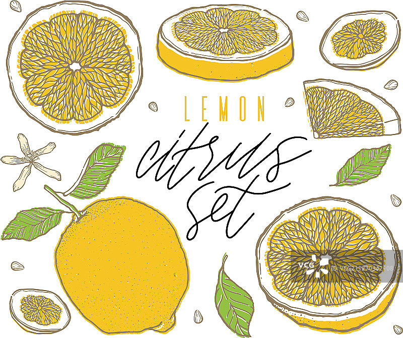 手绘彩色柠檬水果套装图片素材