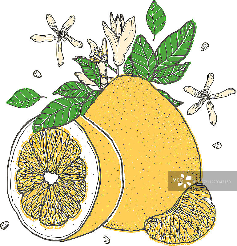 手绘彩色柚子水果复古素材图片素材