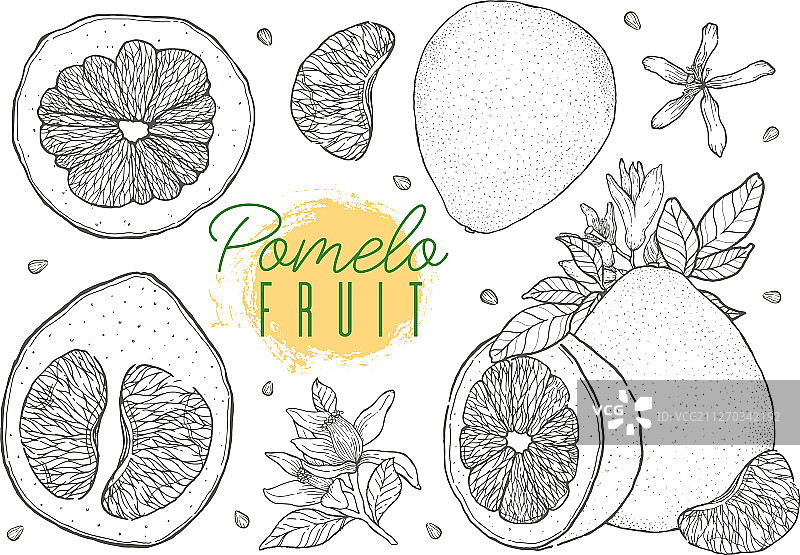 手绘复古风格柚子素材图片素材