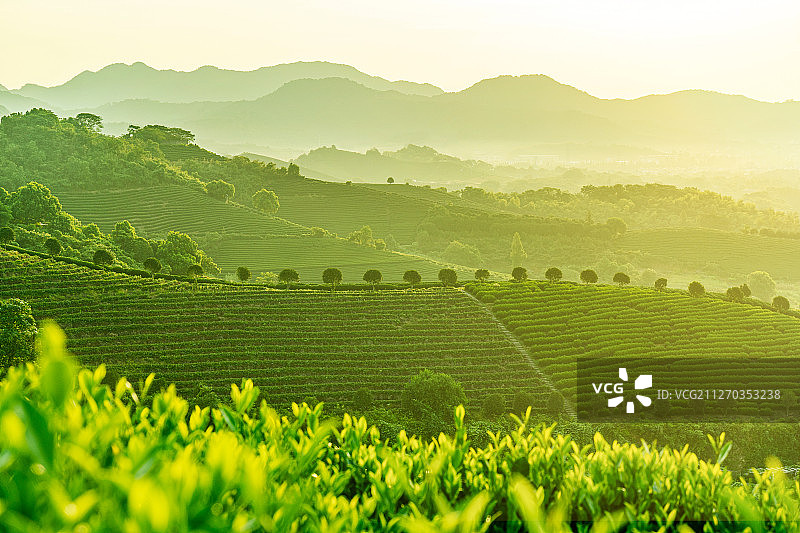 杭州龙井茶园图片素材