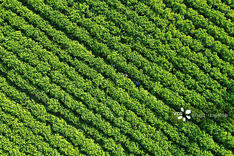 桑田阡陌+江苏省徐州市铜山区棠张镇图片素材