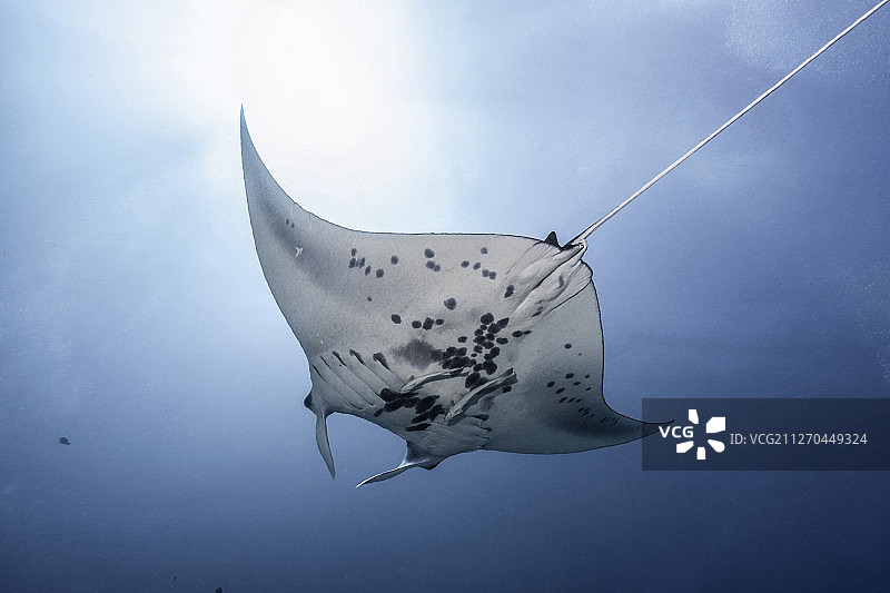 德国水道下的魔鬼鱼图片素材