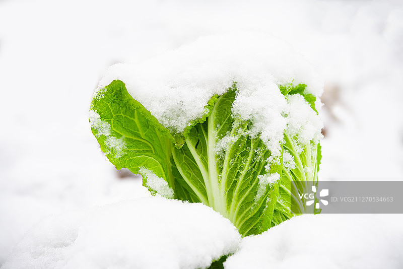雪地里的白菜图片素材