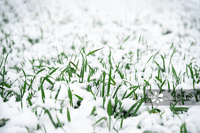 大雪后的小麦地图片素材