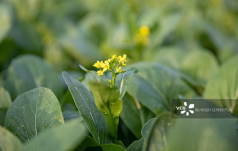 菜地小黄菜花蔬菜绿色植物菜心特写天然无公害图片素材