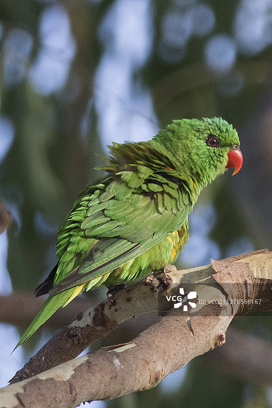 鳞胸吸蜜鹦鹉图片素材