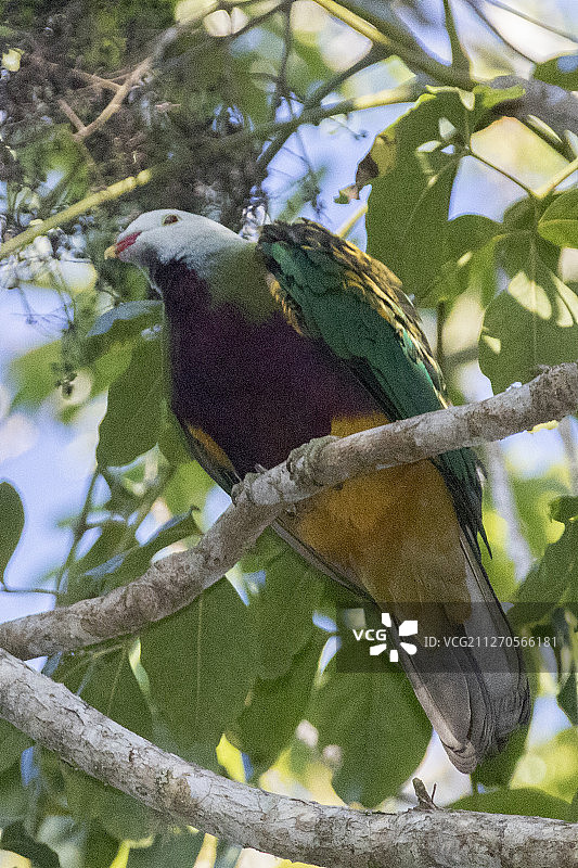 丽色果鸠图片素材