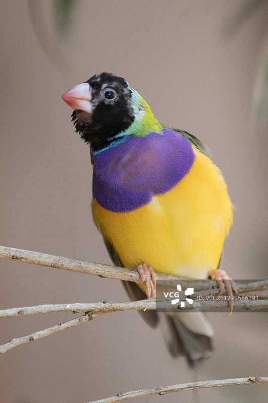 胡锦鸟图片素材