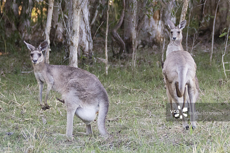 一对东部灰袋鼠图片素材