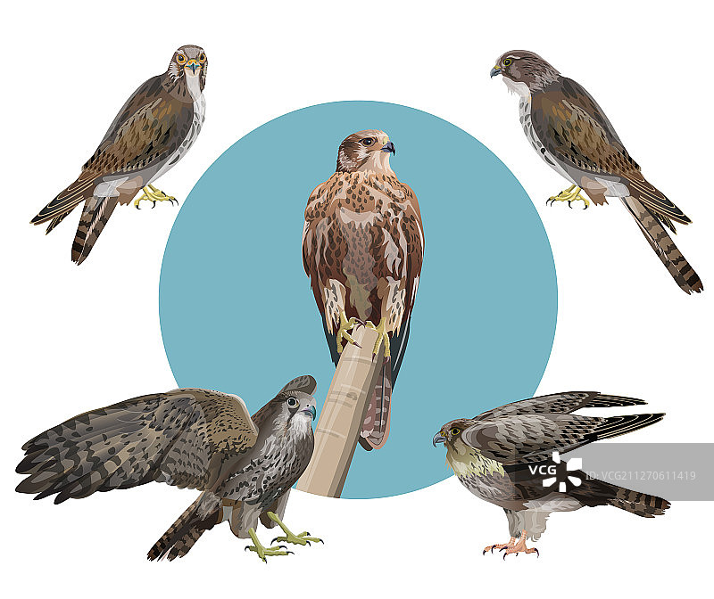 逼真风格的猎鹰套装图片素材