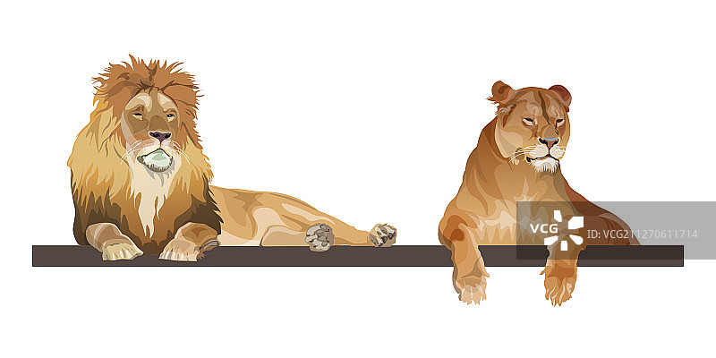 逼真的雄狮和母狮躺在一起图片素材