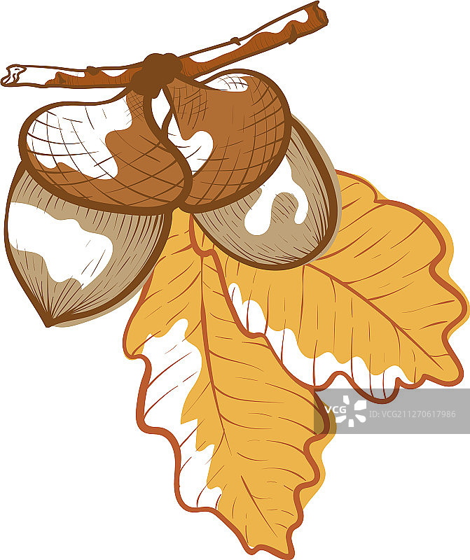 橡子图标：秋季植物，天然森林图片素材