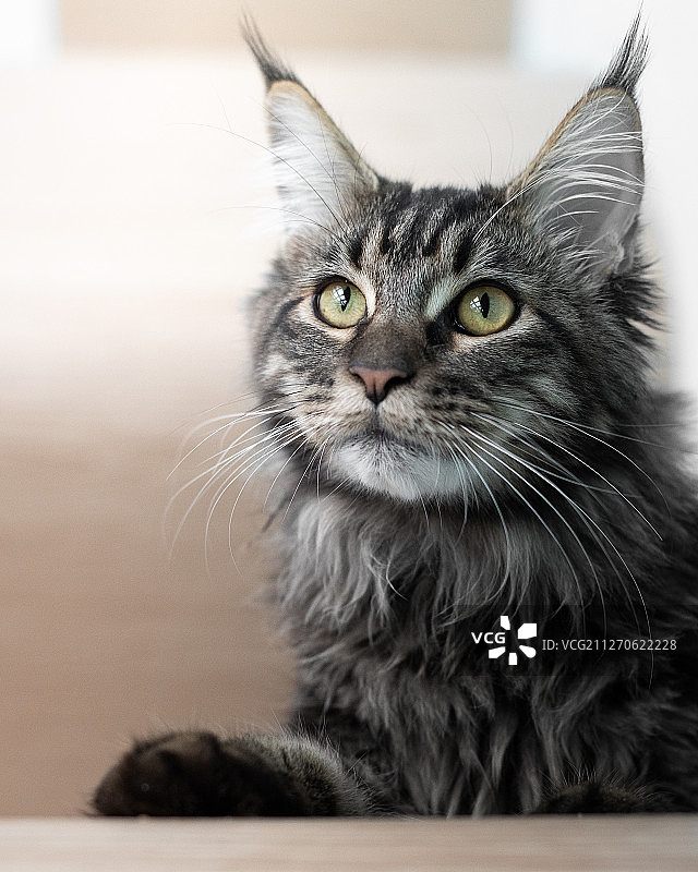 虎斑猫图片素材