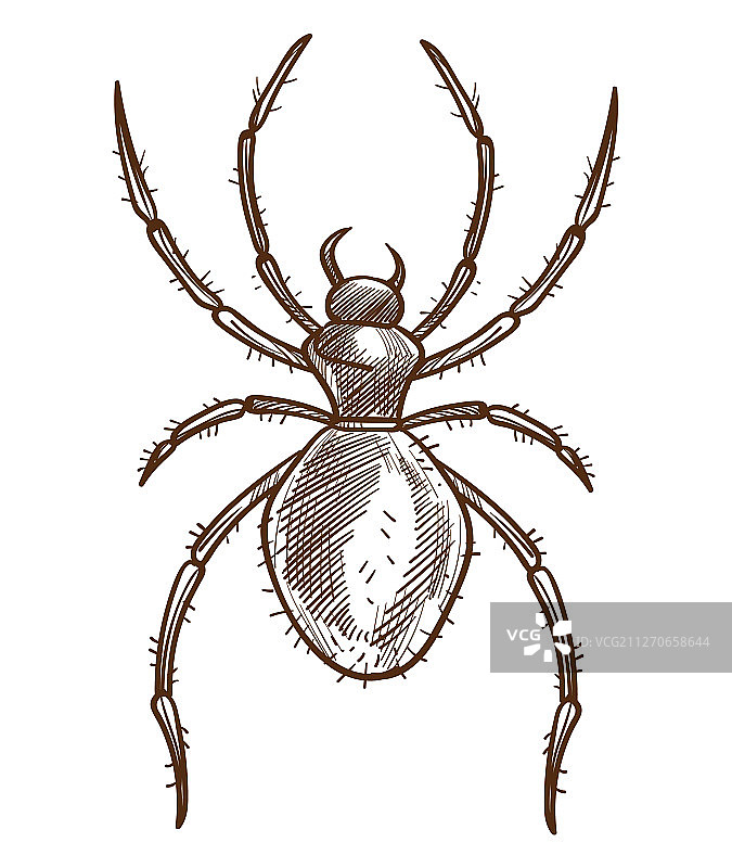 狼蛛或蜘蛛的孤立素描图片素材
