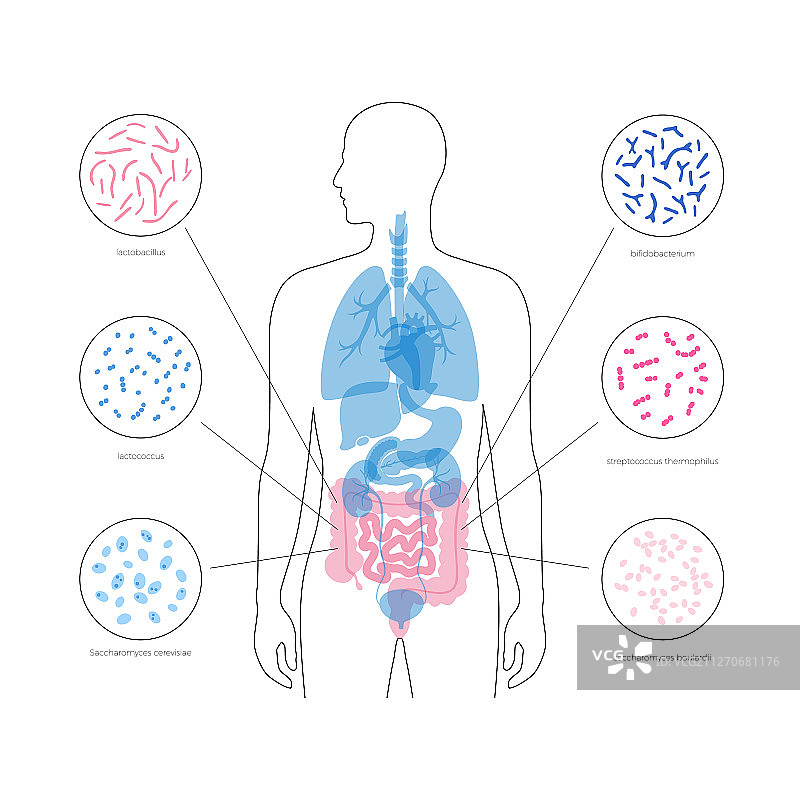 分离的人体微生物群图片素材
