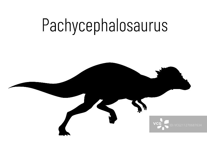 肿头龙鸟臀目恐龙图片素材