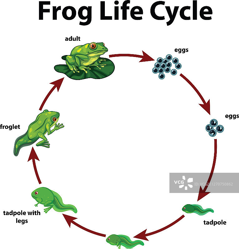 青蛙生命周期图图片素材