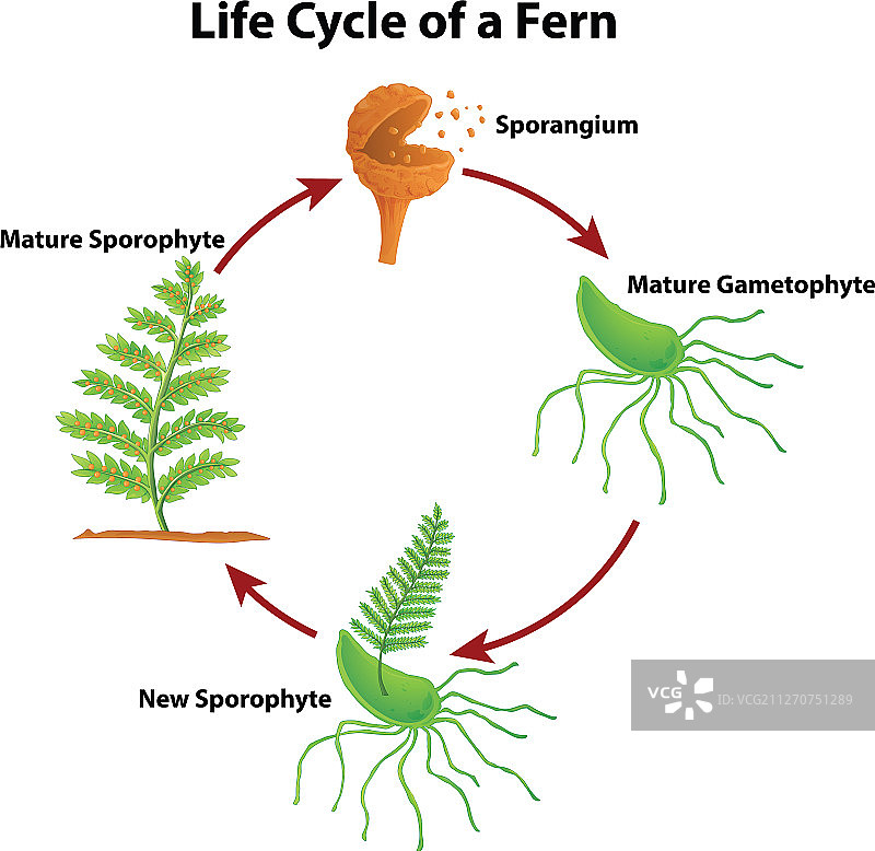 蕨类植物生命周期图图片素材