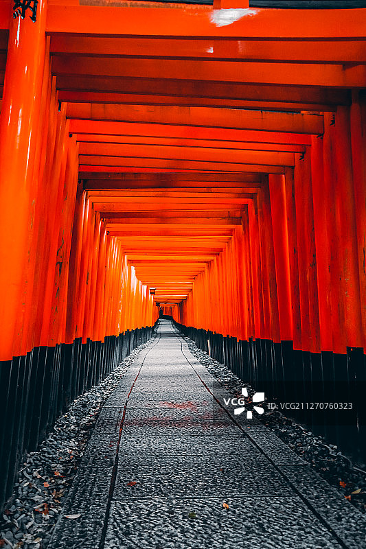 黎明的伏见稻荷大社千鸟居图片素材