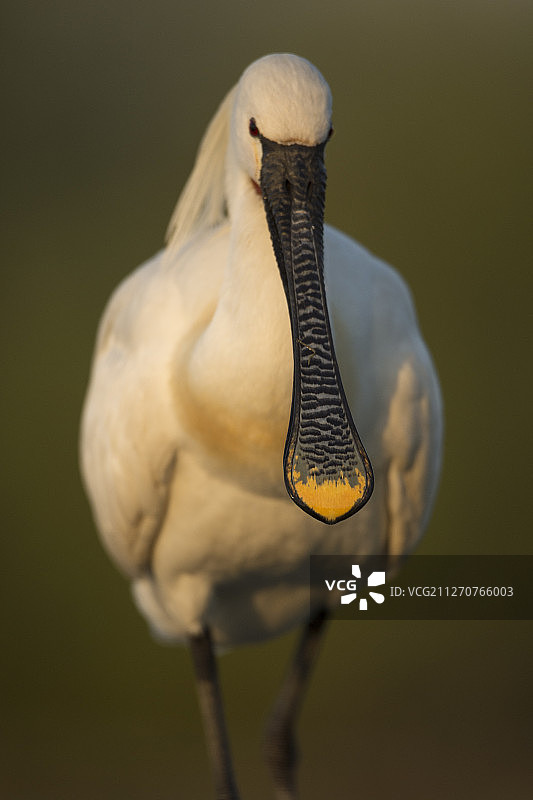 欧亚琵鹭，阿尔巴琵鹭，匈牙利图片素材