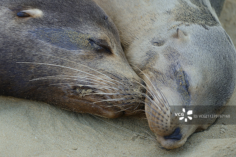 加拉帕戈斯海狮（Zalophus wollebaeki），加拉帕戈斯群岛国家公园，联合国教科文组织世界遗产图片素材
