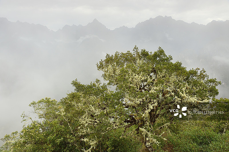 秘鲁马丘比丘云雾森林：联合国教科文组织世界遗产图片素材