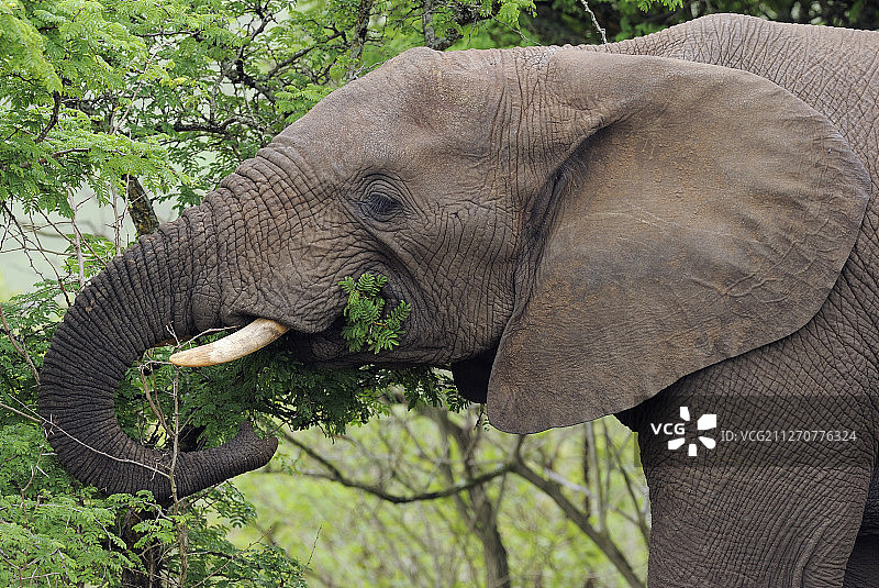 非洲象，南非姆弗洛齐国家公园图片素材