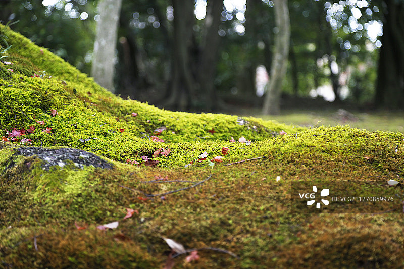 苔藓地衣类植被与秋天落叶图片素材