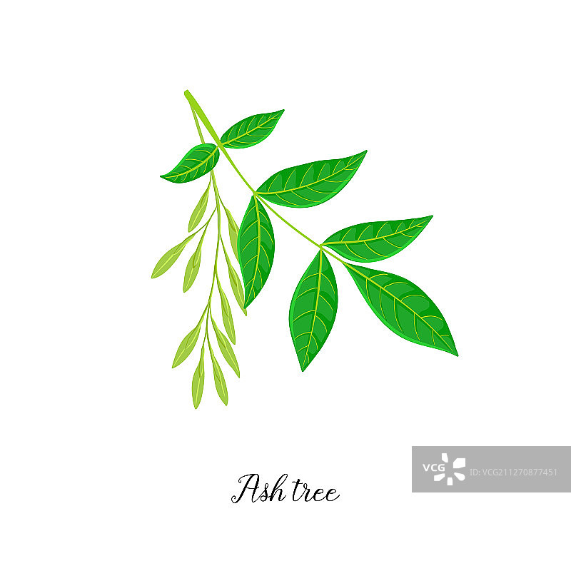 白蜡树枝绘画图片素材