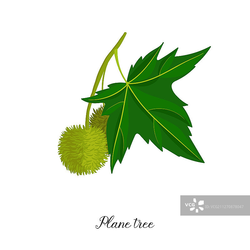 悬铃木树枝绘画图片素材