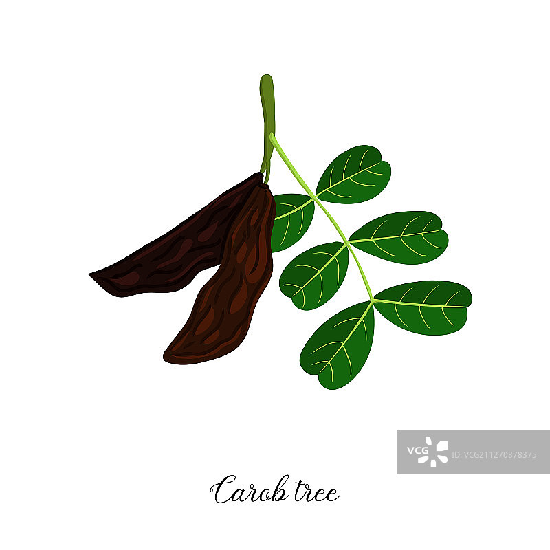 角豆树枝图片素材