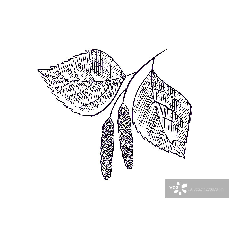 手绘桦树树枝图片素材