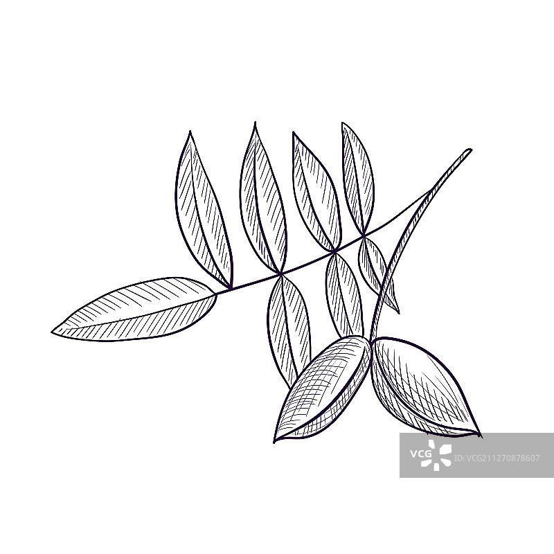 绘画：山胡桃树枝图片素材