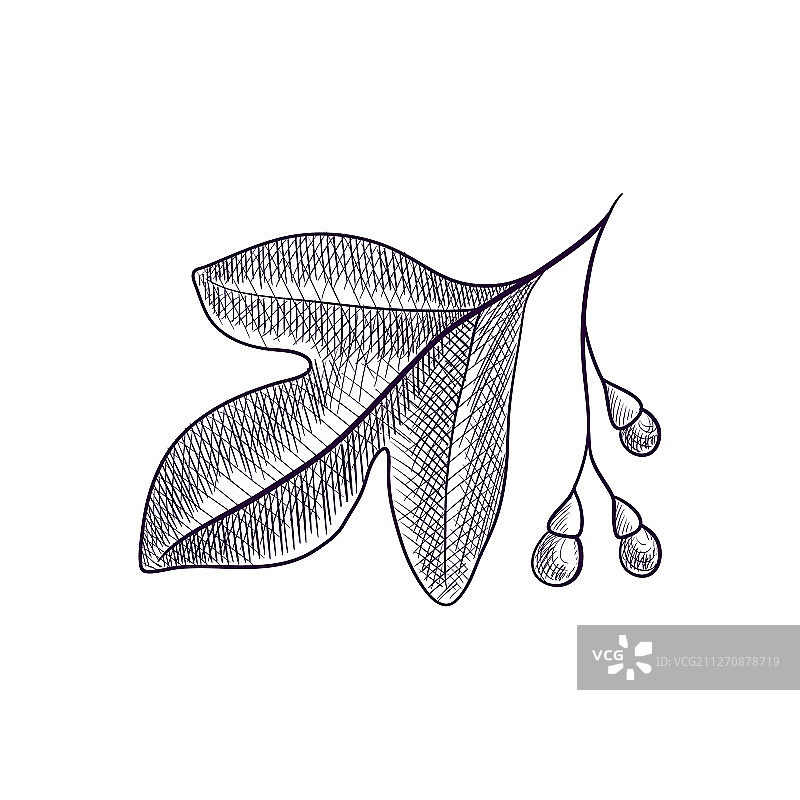 檫树树枝绘画图片素材