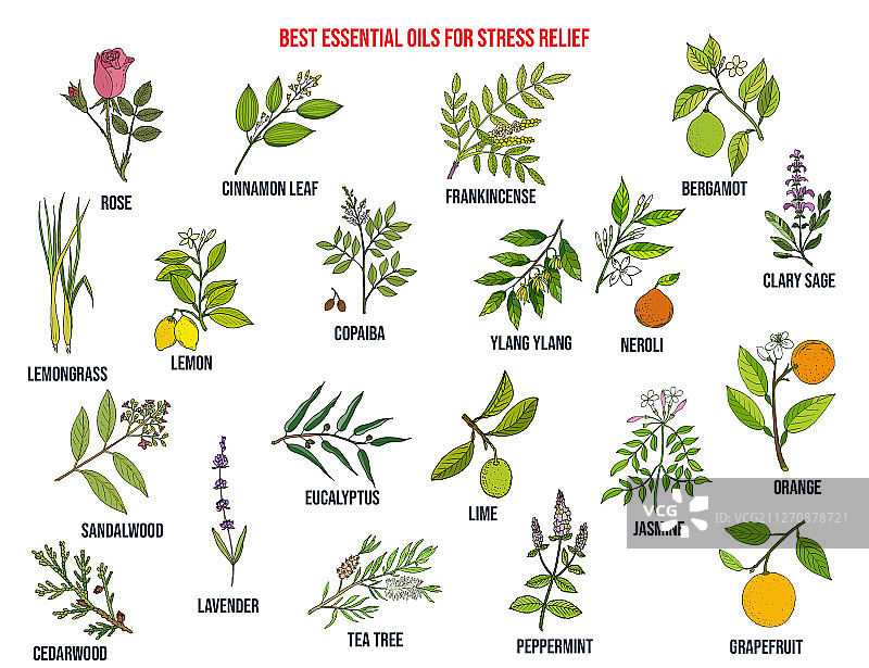 缓解压力的最佳精油图片素材