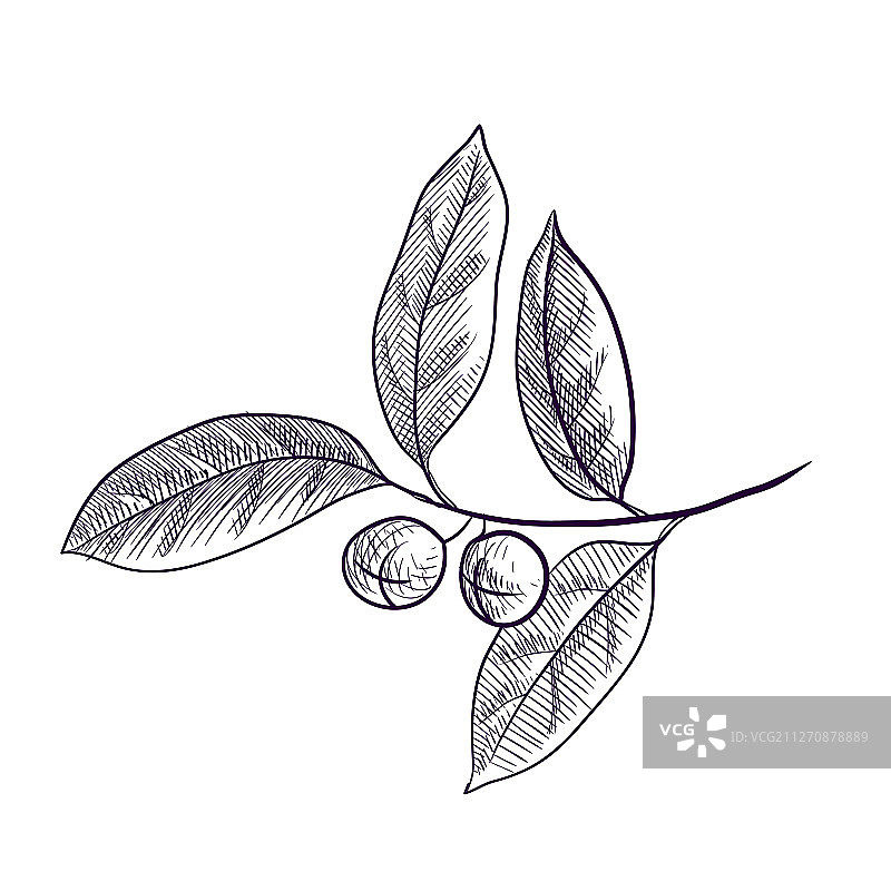 月桂树枝绘画图片素材