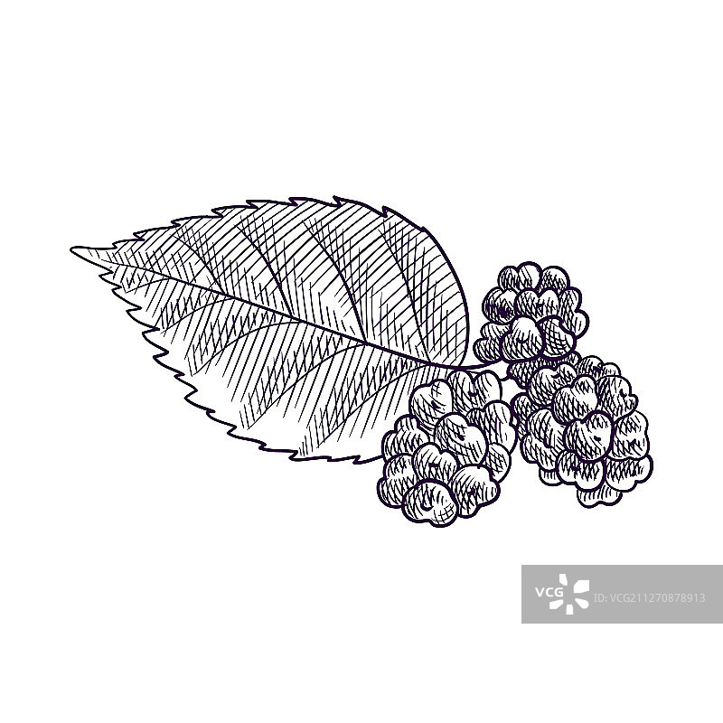 桑树枝绘画图片素材